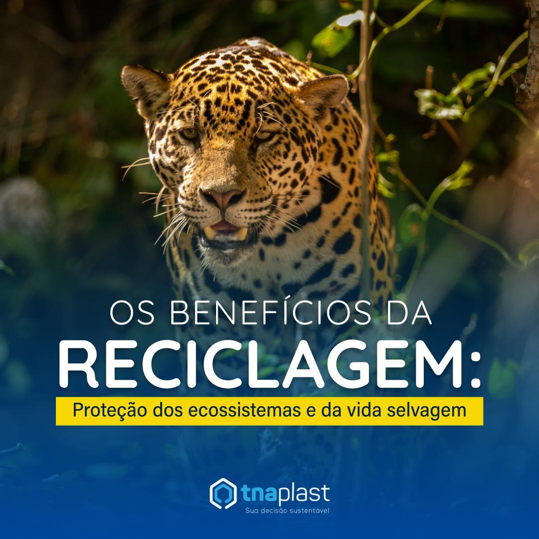 Os benefícios da reciclagem: proteção dos ecossistemas e da vida selvagem